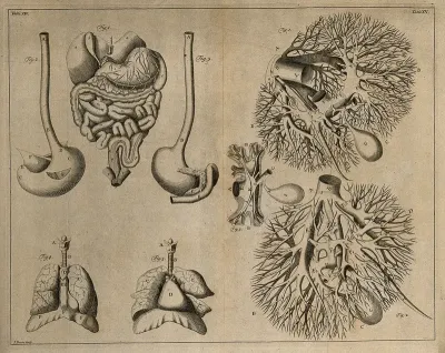 The viscera (Table XIV), after Eustachius; the blood vessels of the liver (Table XV), after Glisson