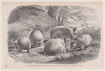 The Wombat, from "Le Magasin Pittoresque"