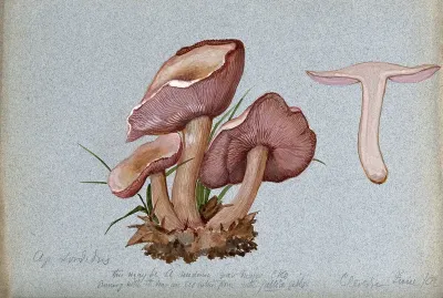 The wood blewit fungus (Lepista nuda): four fruiting bodies, one sectioned