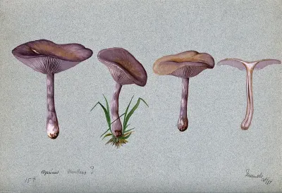 The wood blewit fungus (Lepista nuda): four fruiting bodies