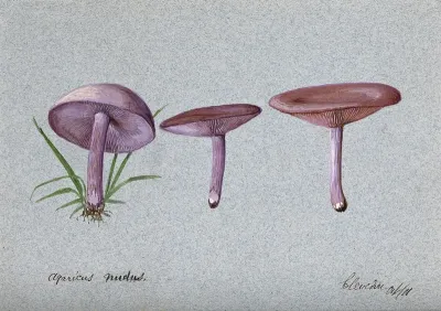 The wood blewit fungus (Lepista nuda): three fruiting bodies