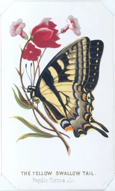 The Yellow Swallowtail, from "The Butterflies and Moths of America", Part 2