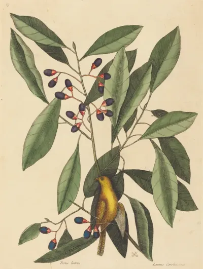 The Yellow Titmouse (Motacilla trochilus)