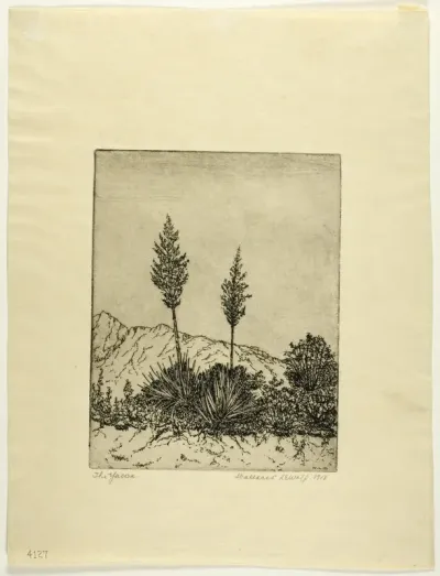 The Yucca
