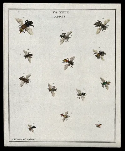 Thirteen bees (Apis species)