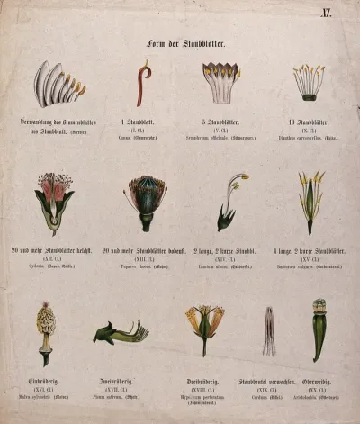 Thirteen examples of different types and arrangements of flower stamens