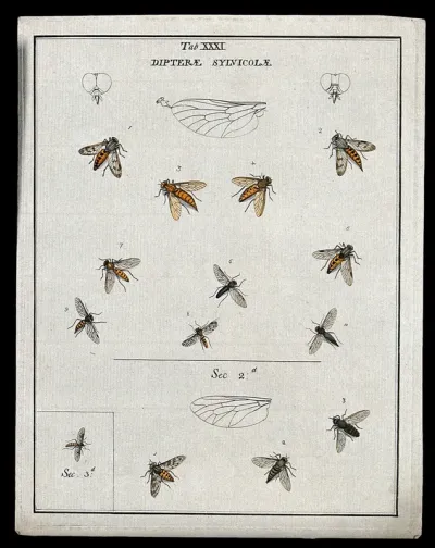 Thirteen flies (Sylvicolæ species)