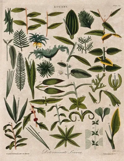 Thirty five determinate plant leaves of different forms
