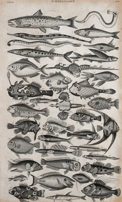 Thirty four types of fish