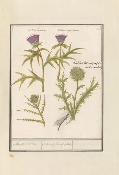 Thistle (Carduus) and Artichoke (Cynara cardunculus)