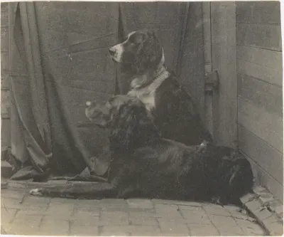 Thomas Eakins's Dog Harry and Another Setter