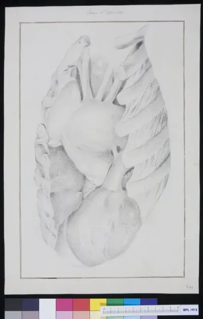 Thoracic cavity