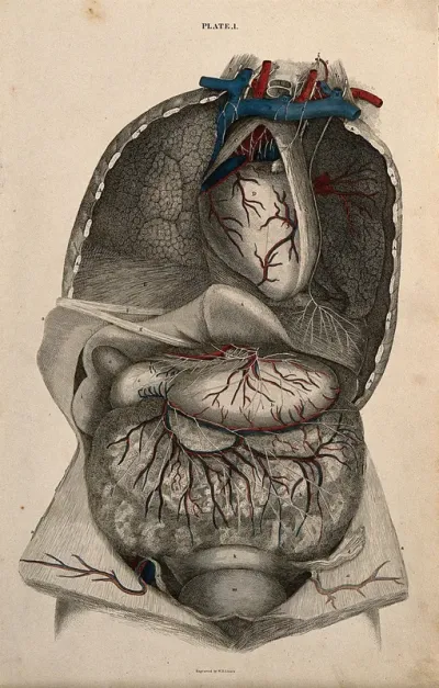 Thorax and abdomen: a dissection, with blood-vessels and nerves indicated in red and blue