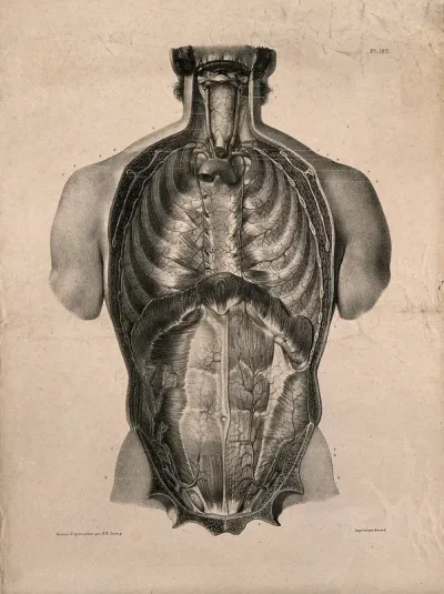 Thorax and abdomen: superficial dissection