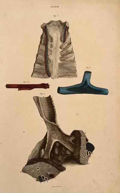 Thorax and abdomen, with blood-vessels and nerves indicated in red and blue