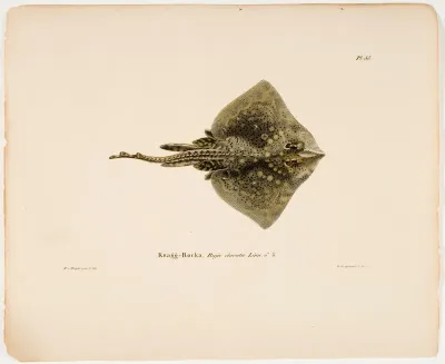 Thornback Ray, Male