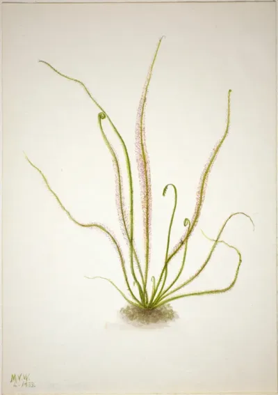 Thread Leaf Sundew