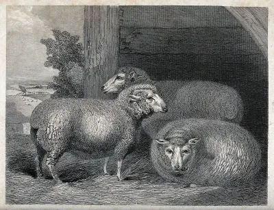 Three anglo-merino sheep in an open stall
