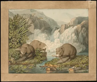 Three Beavers Building a Dam