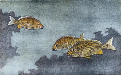Three blue stripped grunts (Heamulon sciurus) swimming in the sea