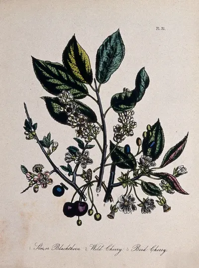 Three British fruit trees, sloe (Prunus spinosa), wild cherry (Prunus avium) and bird cherry (Prunus padus)