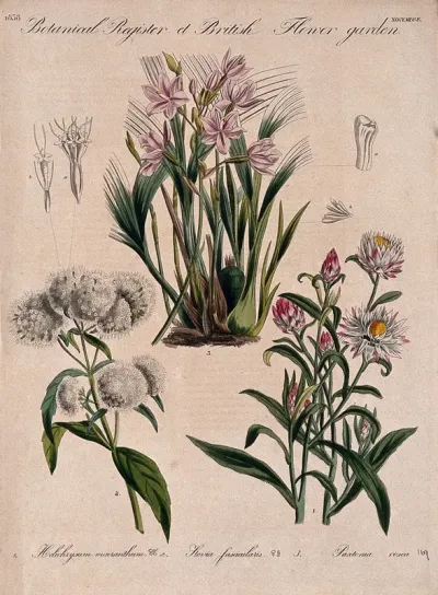 Three British garden plants, including an orchid: flowering stems and floral segments