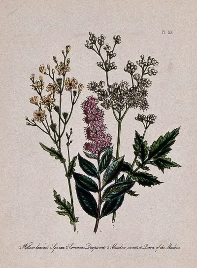 Three British wild flowers, including dropwort (Filipendula vulgaris) and meadowsweet (Filipendula ulmaria)