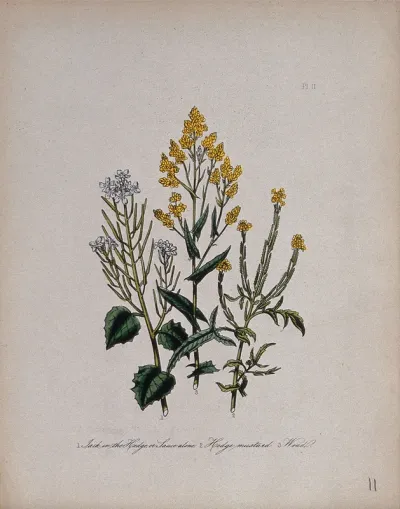 Three British wild flowers, including hedge mustard (Sisymbrium officinale) and woad (Isatis tinctoria)