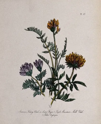 Three British wild flowers, including kidney vetch (Anthyllis vulneraria) and milk vetch (Astragalus hypoglottis)