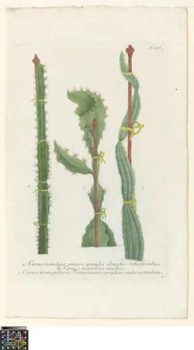 Three Cactuses