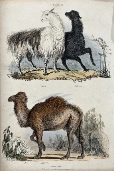 Three camels. Coloured etching by T. Landseer