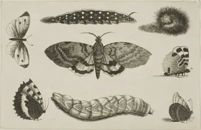 Three Caterpillars, a Moth, and Four Butterflies, from Diversae Insectorum...Figurae