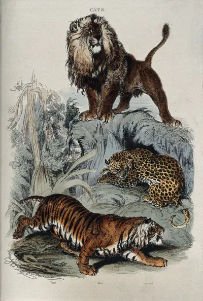 Three cats: A lion standing on a rock, a leopard curled up under neath, and a tiger prowling