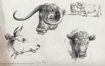 Three cows' heads, including one long horn and a short horn, and a small scale bull and cow
