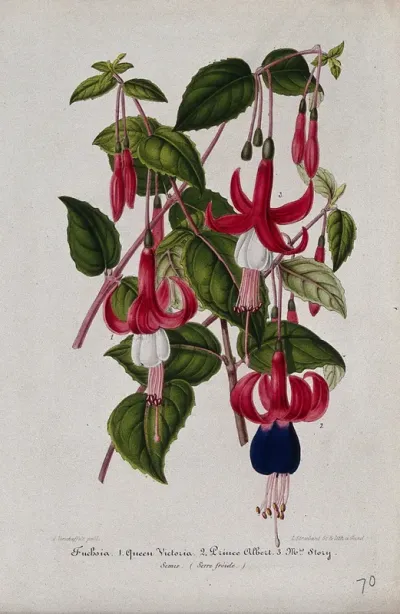 Three cultivars of fuchsia (Fuchsia species): flowering stems