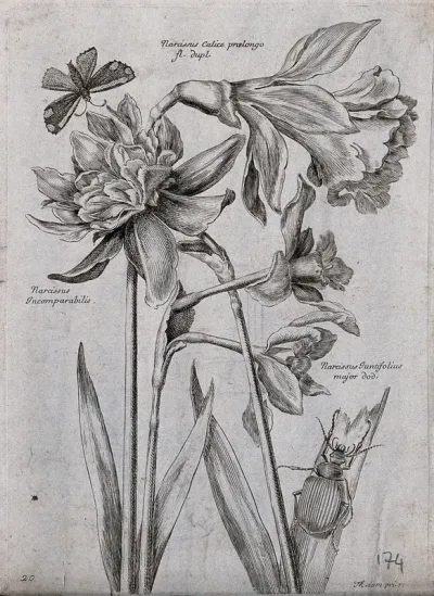 Three daffodils (Narcissus species): flowering stems with a butterfly and beetle
