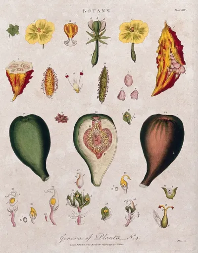 Three different flowers and two fruit with anatomical details