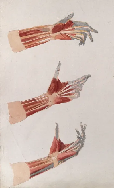 Three dissections of the left hand and wrist, showing the muscles and tendons