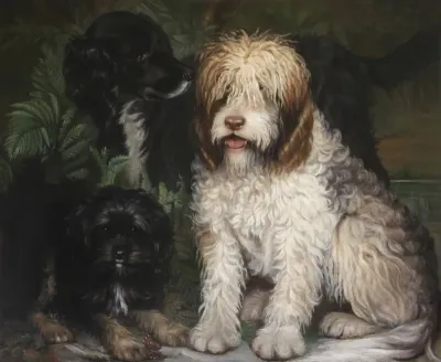 Three dogs, Barbet / Old English Sheepdogs, black setter and terrier.