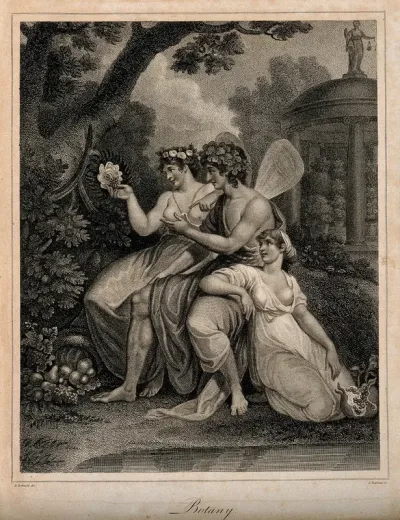 Three fairies in a garden looking at the plants; representing botany