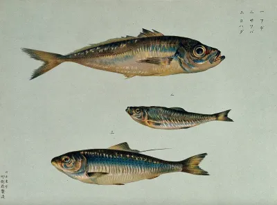 Three fish. Colour lithograph, 1884