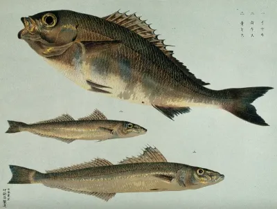 Three fish. Colour lithograph, ca. 1900 (?)