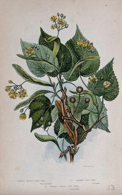 Three flowering branches, all from types of lime tree (Tilia species)