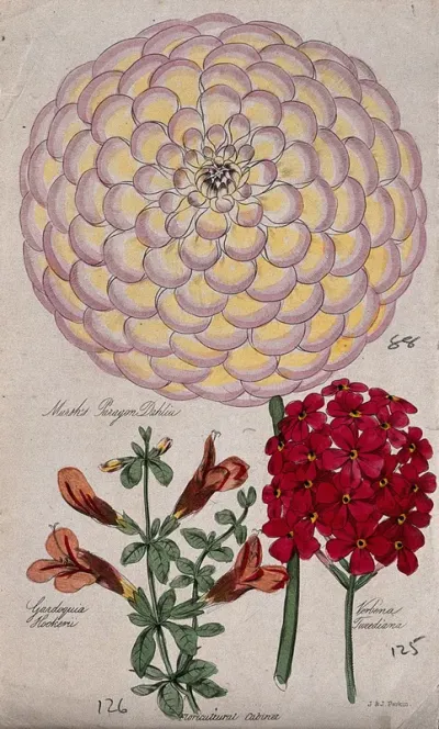 Three flowering plants: a garden dahlia (Dahlia cultivar), a calamint (Calamintha coccinea) and a verbena (Verbena tweediana)