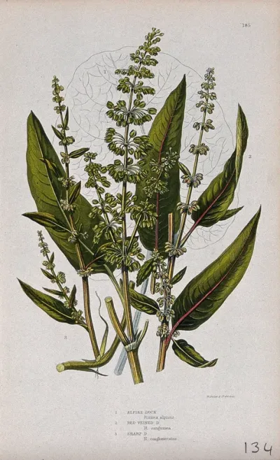 Three flowering plants, all types of dock (Rumex species)