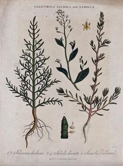 Three flowering plants: glasswort (Salicornia), barilla (Salsola) and a Samolus species
