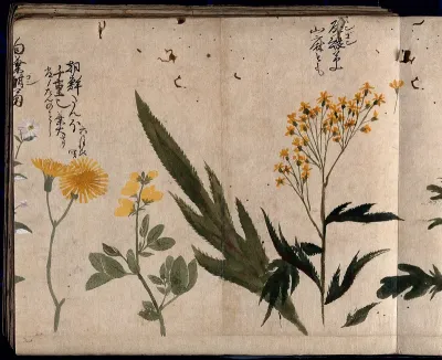 Three flowering plants, including coltsfoot (Tussilago farfara), common rue (Ruta graveolens), and a legume