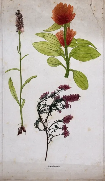 Three flowering plants, including common heather (Calluna vulgaris) and an orchid (Orchidaceae species)