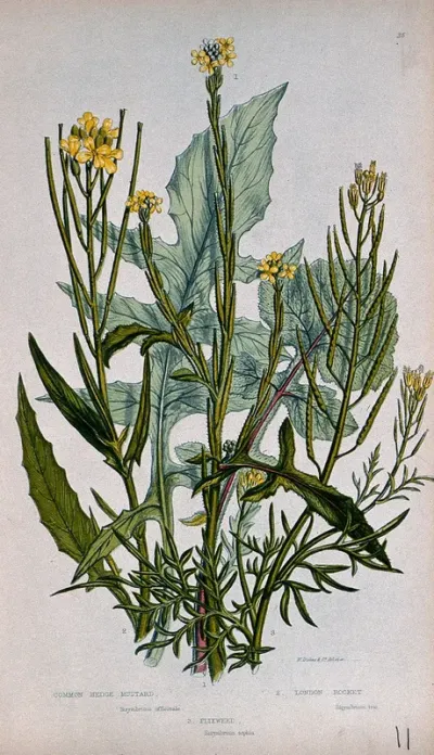Three flowering plants, including hedge mustard (Sisymbrium officinale) and London rocket (Sisymbrium irio)