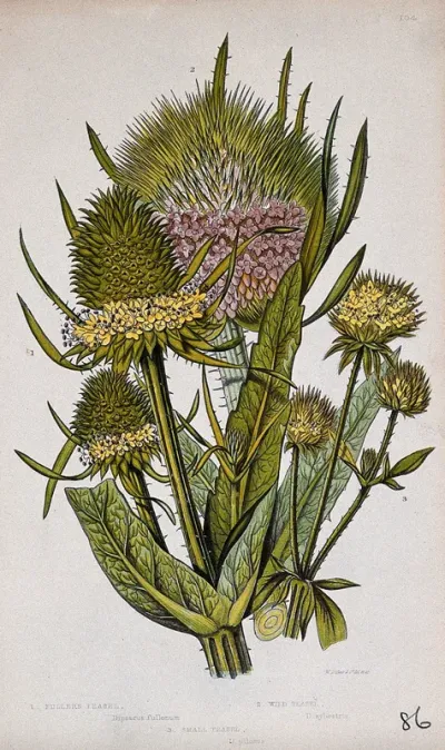 Three flowering plants, including teasel or fuller's teasel (Dipsacus sativus)